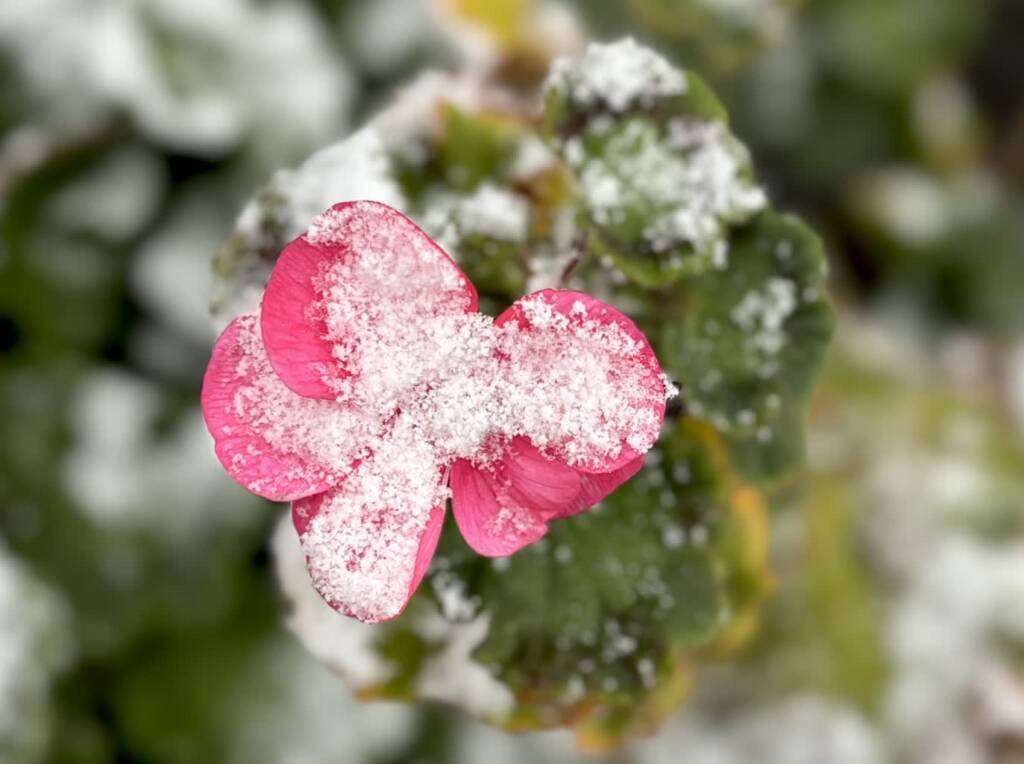 img 3240 2025 01 17 145152