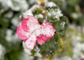 img 3240 2025 01 17 145152