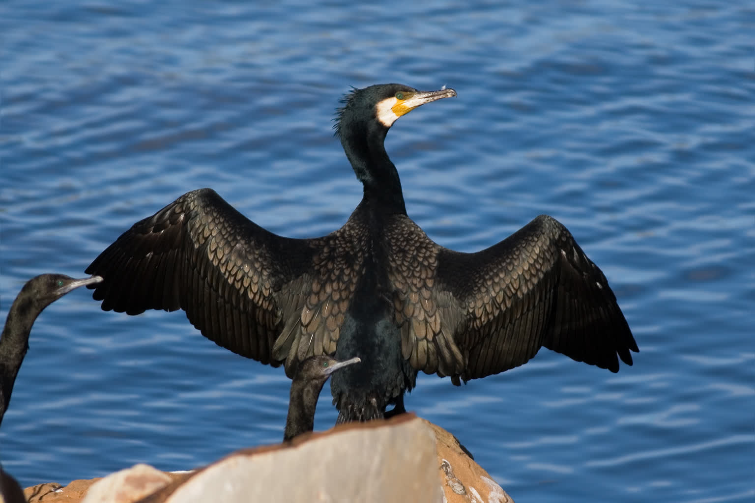 Sieją spustoszenie w zbiorniku w Nieliszu. Wędkarze wypowiedzieli im wojnę! 3 Phalacrocorax_carbo_Austins_Ferry_1.jpg