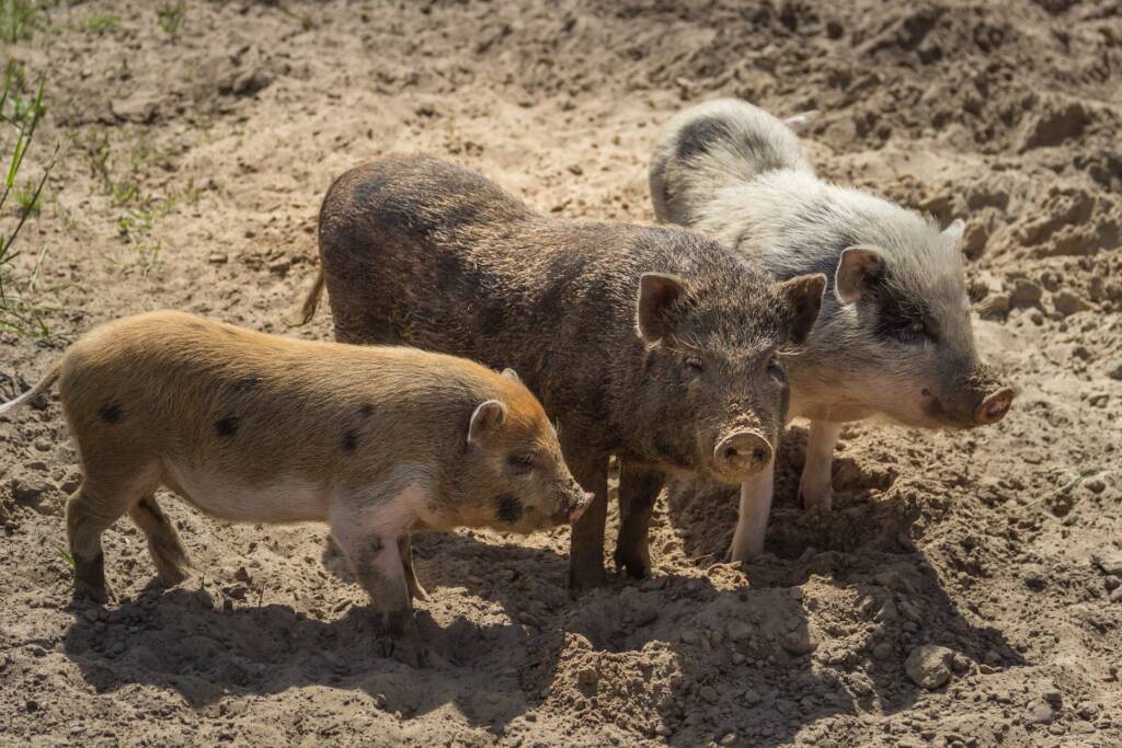 pigs 5203808 1920 2025 01 26 082100