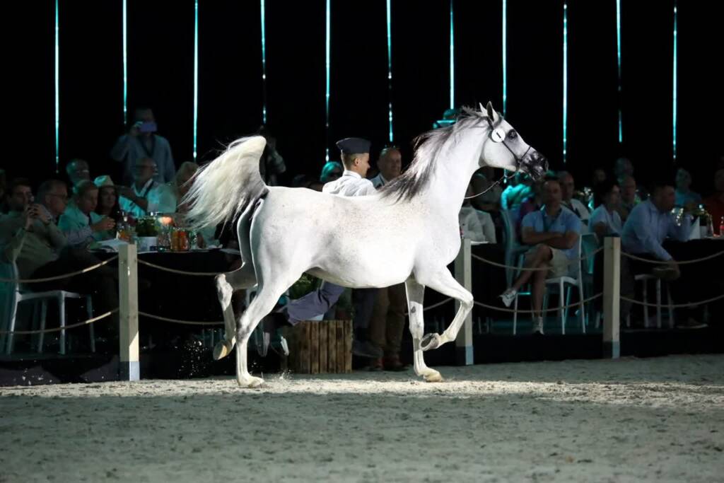 pm aukcja 110824 017 2025 01 22 170728