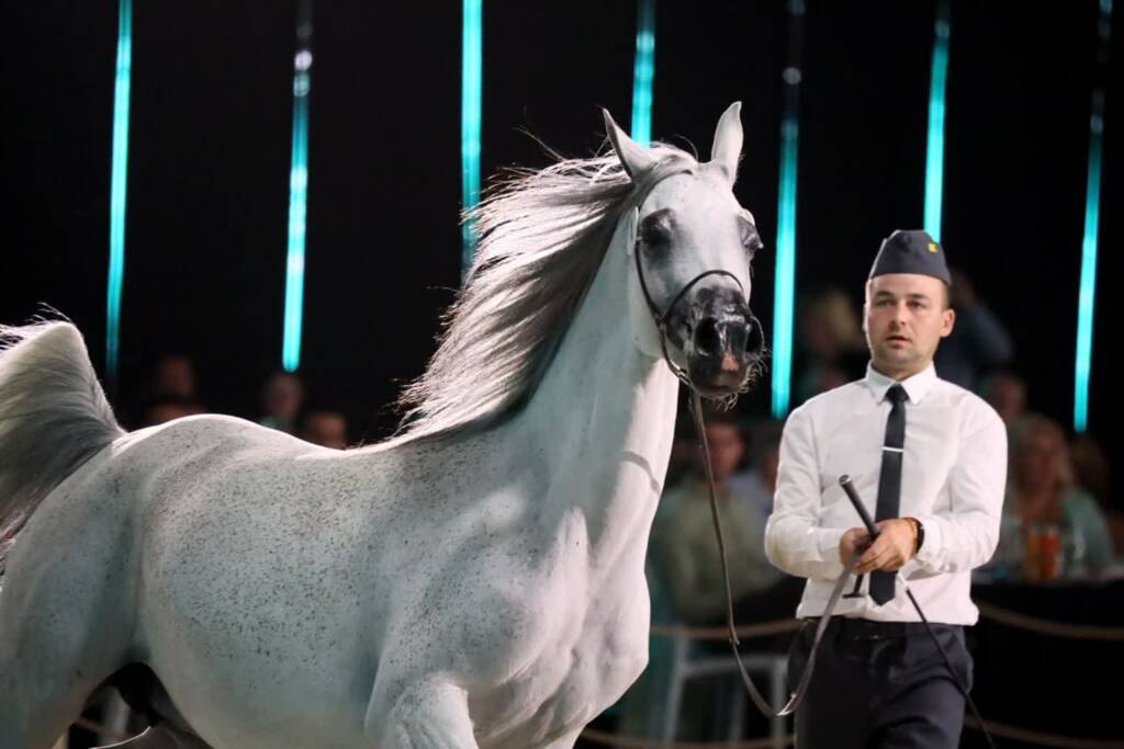 pm aukcja 110824 021 2025 01 19 142307