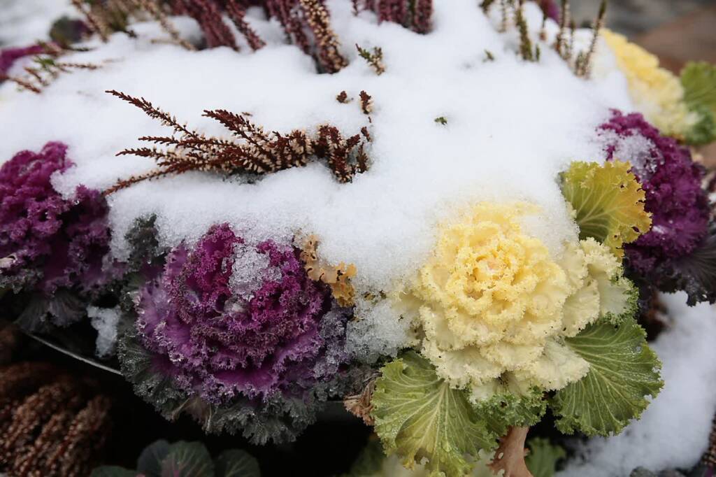 Śniegu coraz mniej. Tymczasowe pożegnanie z zimową aurą 1 pm snieg 160125 002.jpg 2025 01 16 180209