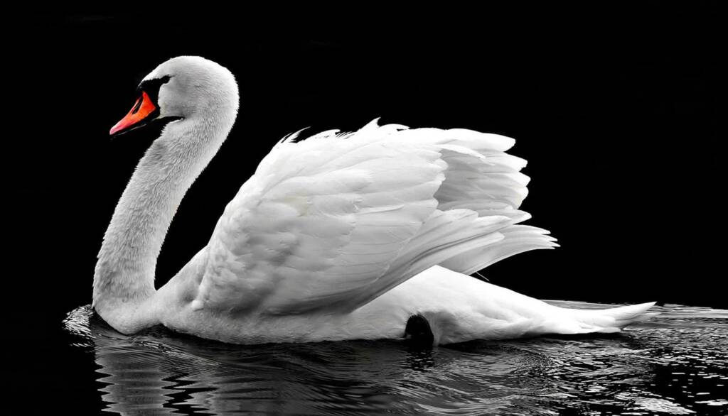swan 2107052 1280 2025 01 28 190525