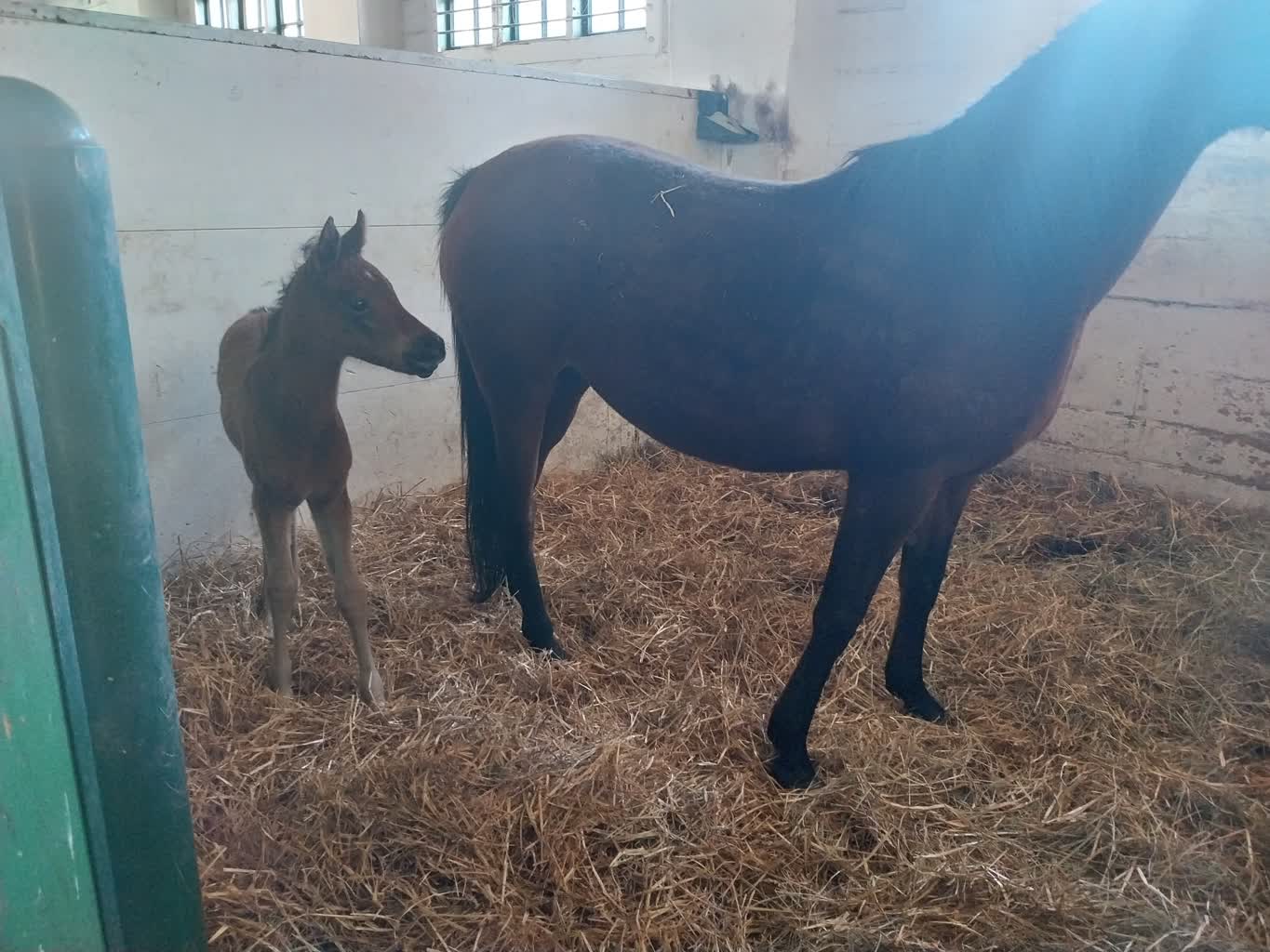 Trwa okres wyźrebień. Stadnina Koni w Janowie Podlaskim wita nowych mieszkańców 2 20250220_123953.jpg