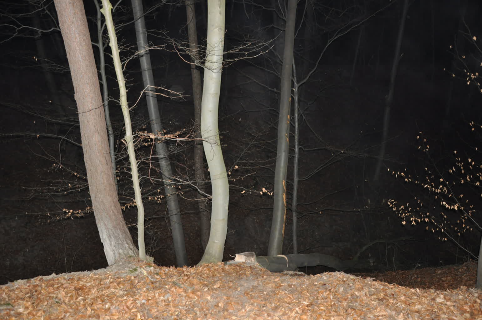 Usłyszał go sąsiad. 53-latek został przygnieciony przez drzewo 2 359-261433.jpg