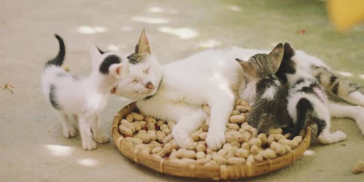 cats 6574788 1280 1 2025 02 04 120512