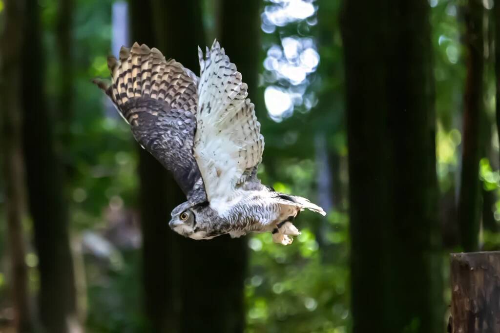 eagle owl 5529551 1280 2025 02 01 074136