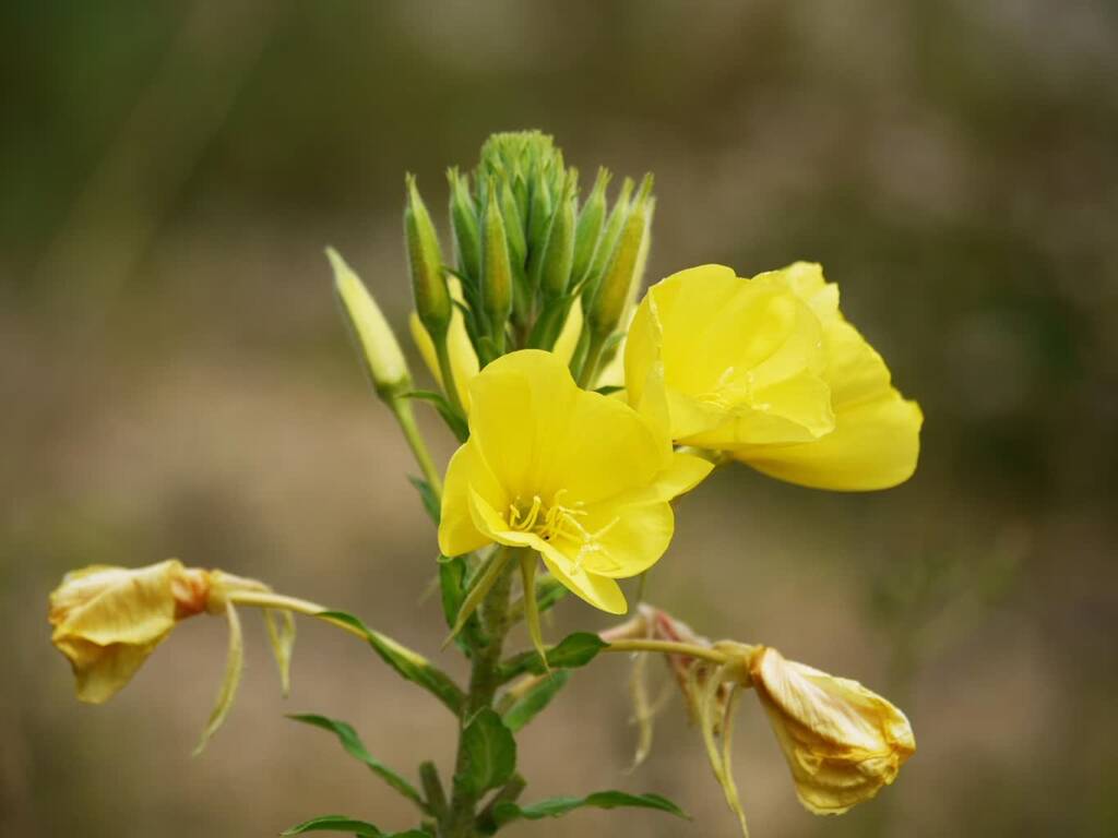 evening primrose 1559086 1280 2025 02 04 094755