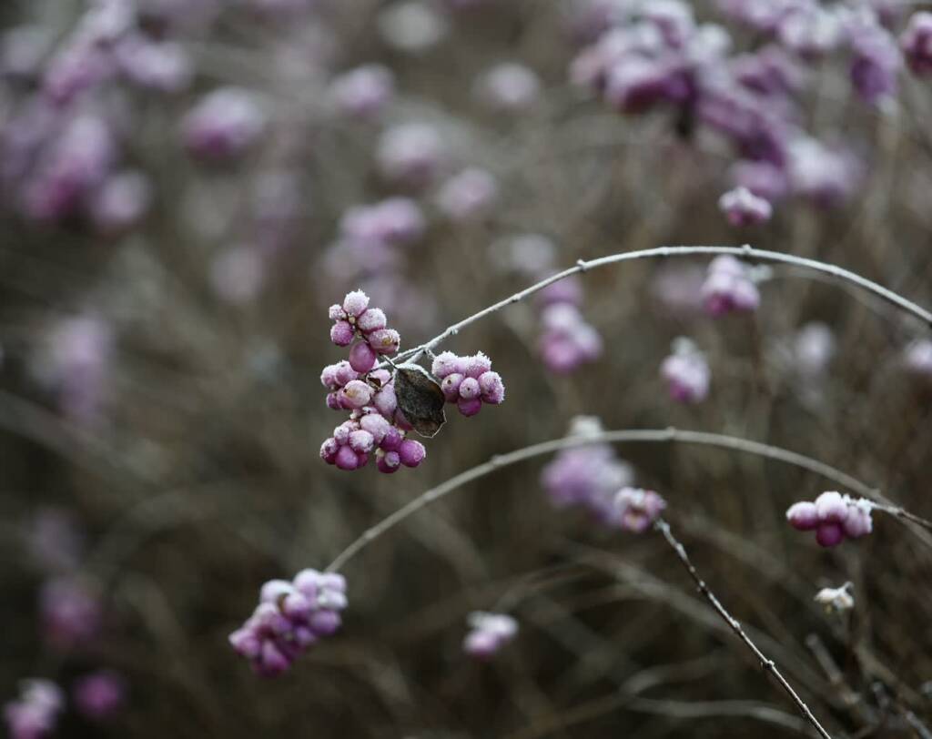 img 9494 2025 02 07 071141