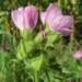 malva alcea 848800 1280 2025 02 18 122046