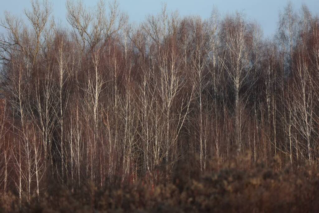 pm pejzaze 230125 012 2025 02 10 124550