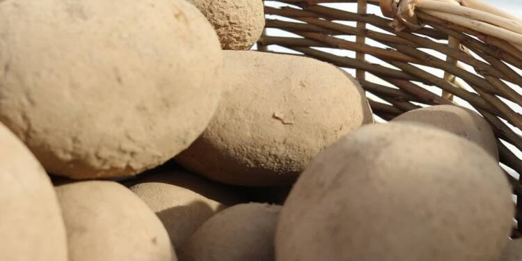 potatoes 738970 1280 2025 02 14 122534