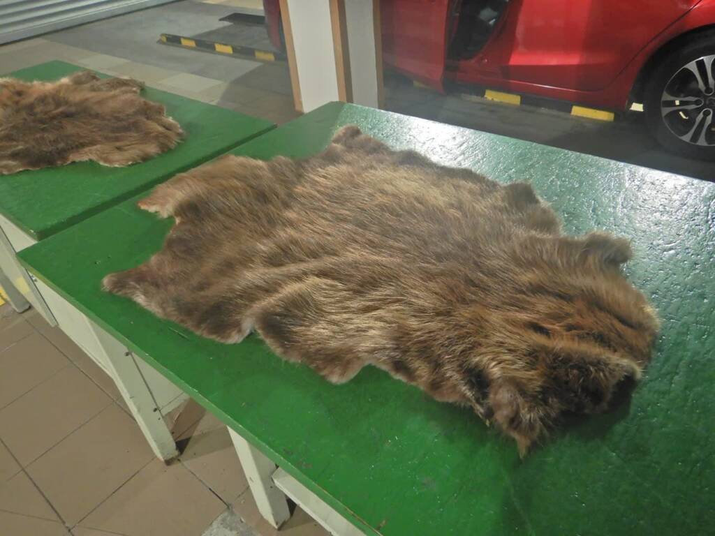 Skóry bobra jako dywaniki. Nietypowy przemyt udaremniony 1 20250328 skory bobra1 2025 03 28 171833