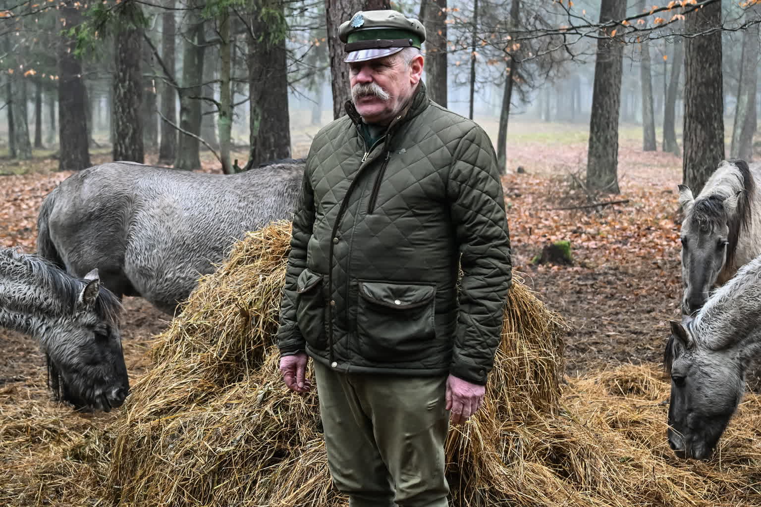 Roztoczański Park Narodowy. Dziko żyjące stado koników polskich powiększa się 2 25228337.jpg