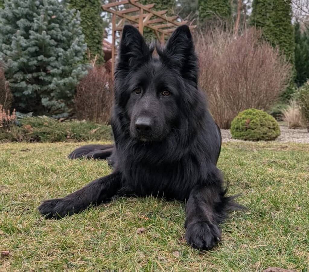 Ukradł psa i „znalazł” mu nowego nabywcę 1 343 262522 2025 03 15 142857