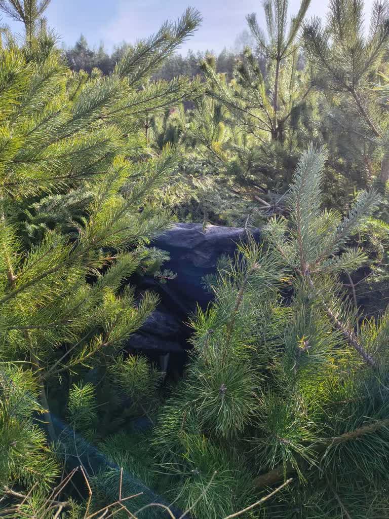 Z leśnych ostępów za kraty. Poszukiwany ukrywał się w szałasie 1 356-262693.jpg