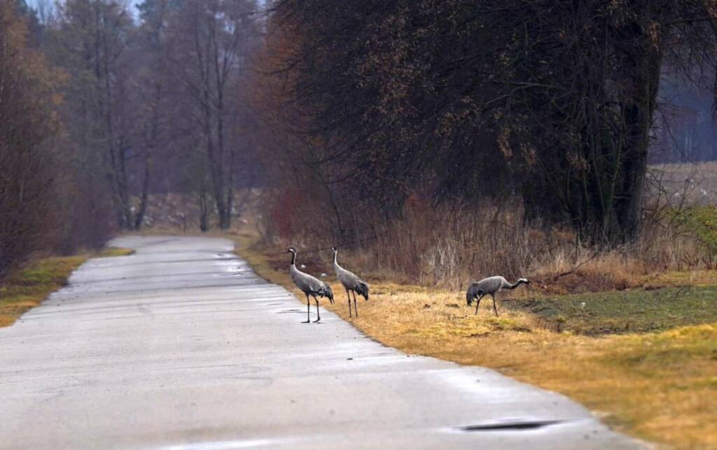 481474874 1029148125914275 3421218585037453794 n 2025 03 16 121715