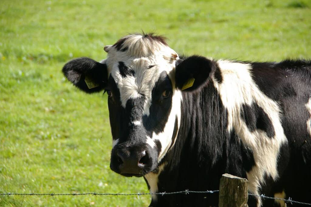 cow 234835 1280 2025 03 05 155036