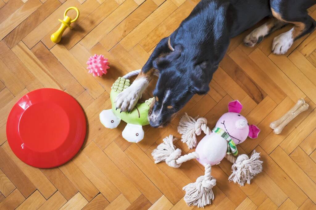 dog toys 5175628 1280 2025 03 07 125555