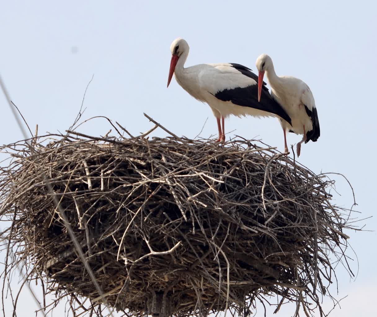 Coraz więcej bocianów wraca do kraju po zimowej przerwie 2 IMG_9290.jpeg