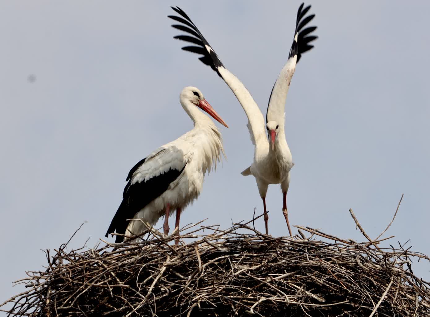 W Polsce ubywa bocianów. Dlaczego? 2 IMG_9380.jpeg