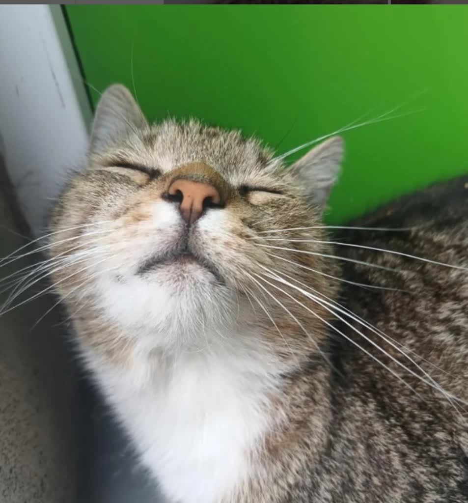 UMCS stracił kociego pełnomocnika. Słynny zwierzak nie żyje 2 instagram_kot melon.jpg