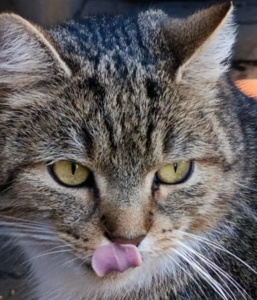 UMCS stracił kociego pełnomocnika. Słynny zwierzak nie żyje 4 melon 2.jpg