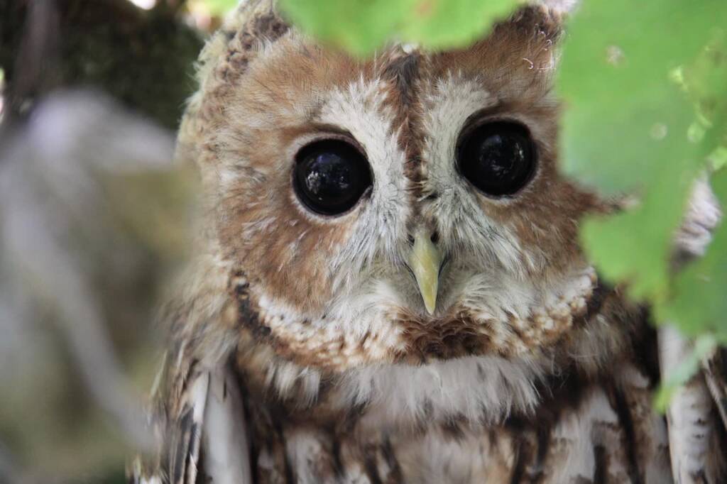 Ognisko ptasiej grypy. Lepiej nie wchodzić do parku 1 owl 5702377 1280 2025 03 02 140055