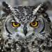 owl gd1deff04d 1920 2025 03 14 161308