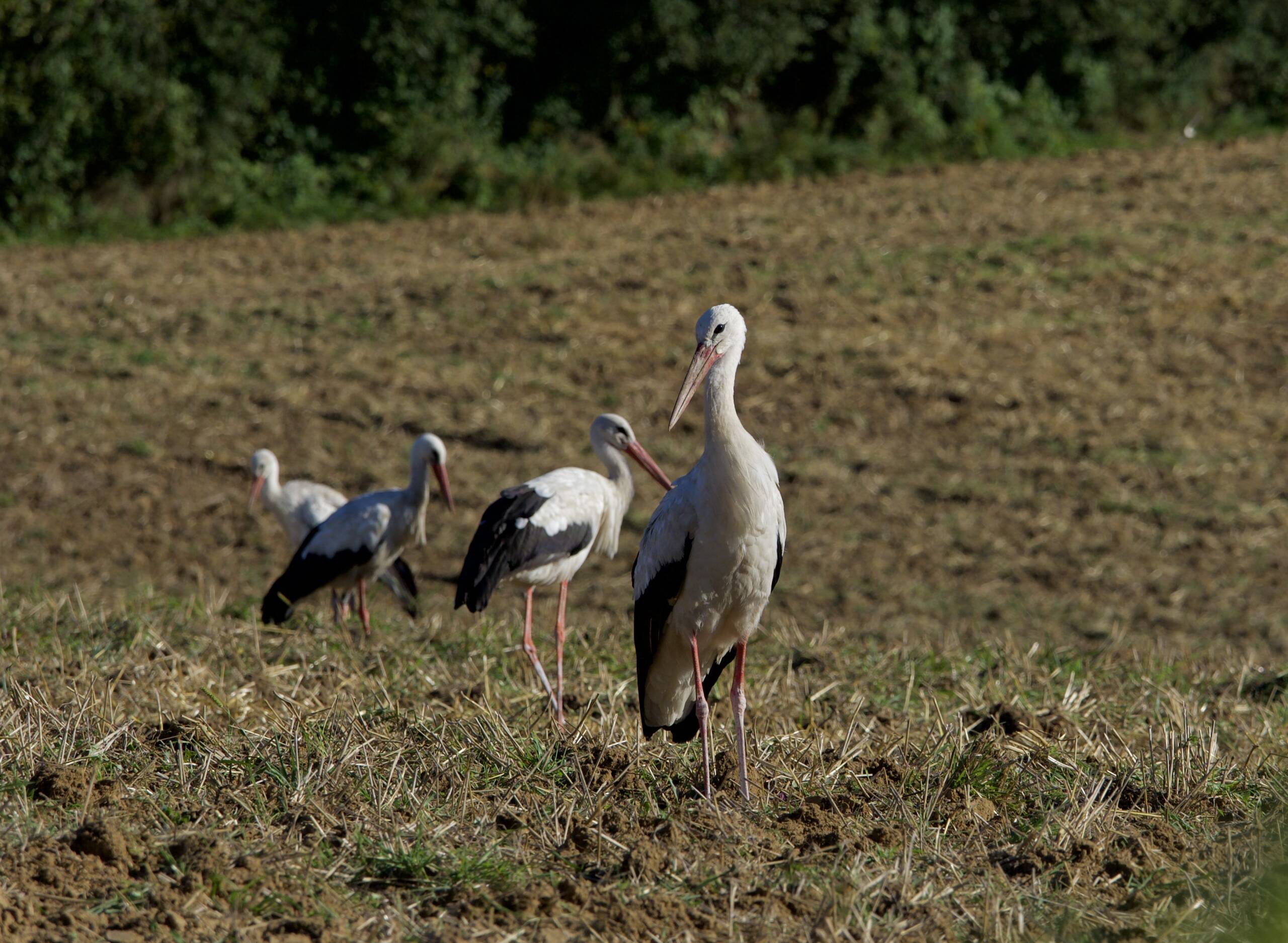 W Polsce ubywa bocianów. Dlaczego? 3 P8140871.jpeg