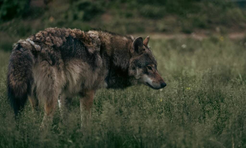 pexels caleb falkenhagen 216813613 27067800 2025 03 18 170336