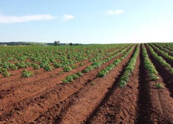 potato 1628500 1280 2025 03 21 141758