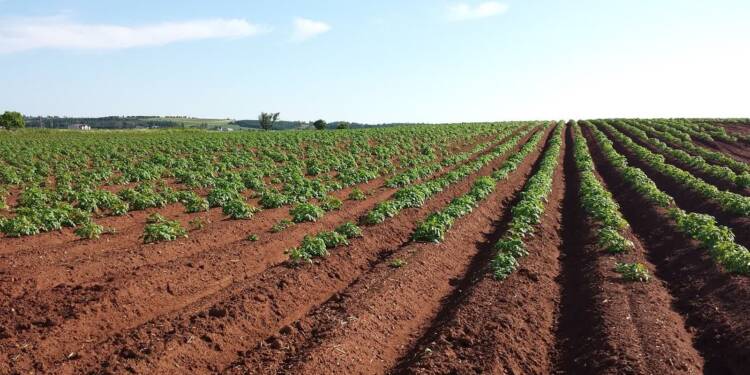 potato 1628500 1280 2025 03 21 141758