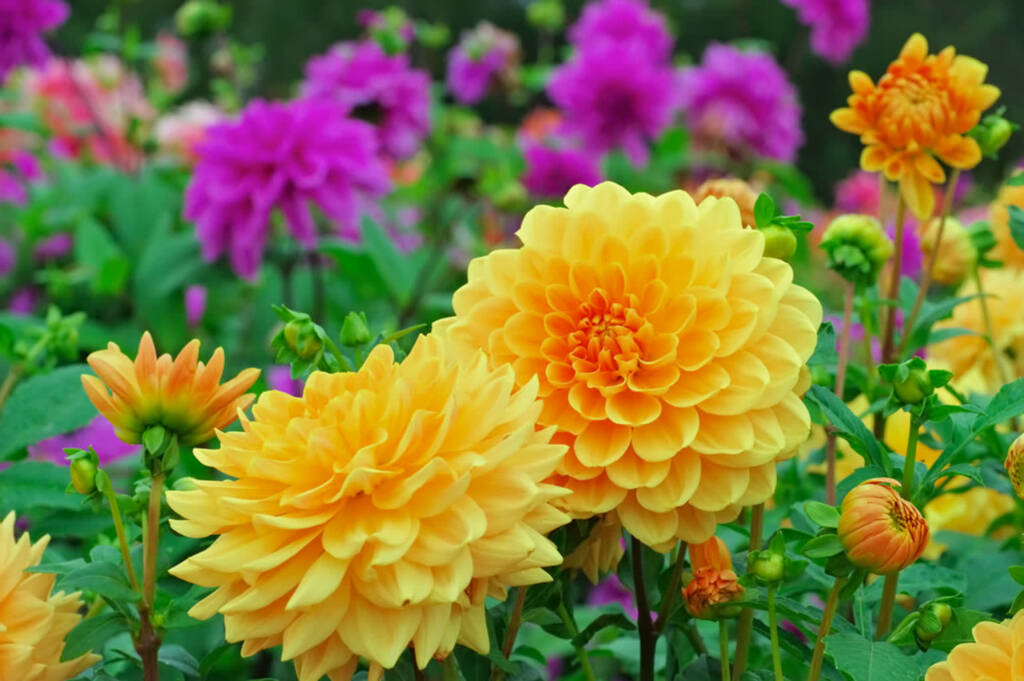 radio lublin pl shutterstock 400762786 2025 03 06 133513