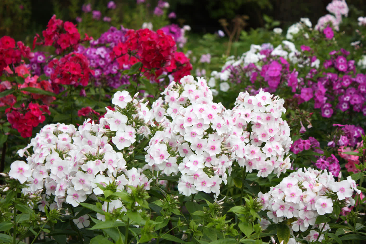 Jakie sadzonki kwiatów warto wybrać do ogrodu? Odpowiadamy! 2 radio_lublin_pl_shutterstock_582086980.jpg