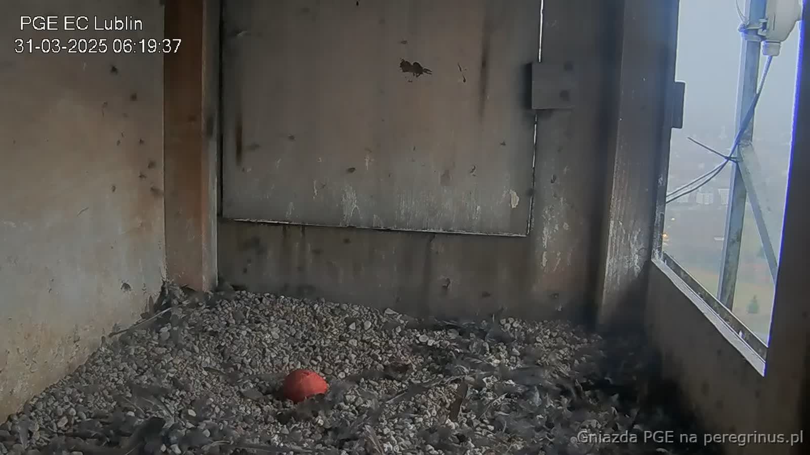 Rodzina lubelskich sokołów może się powiększyć! Pierwsze jajo w gnieździe 3 snapshot (3).jpg