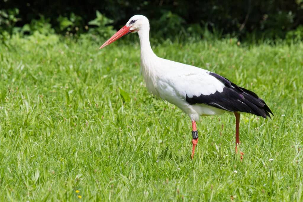15.03.2025 Trele morele 1 stork white stork ciconia ciconia ciconiidae 51975 2025 03 15 080123