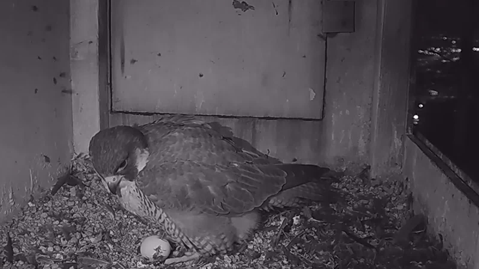 Rodzina lubelskich sokołów może się powiększyć! Pierwsze jajo w gnieździe 2 Zrzut ekranu (117).png