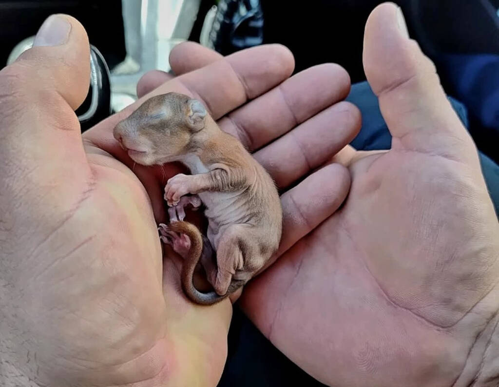 349 263683 2025 04 04 124814