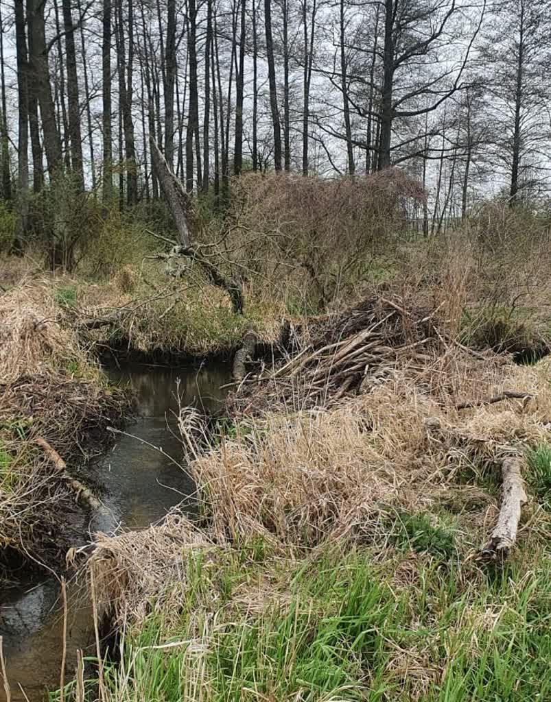 Zniszczył bobrom tamę. Teraz za to zapłaci 2 357-264526.jpg