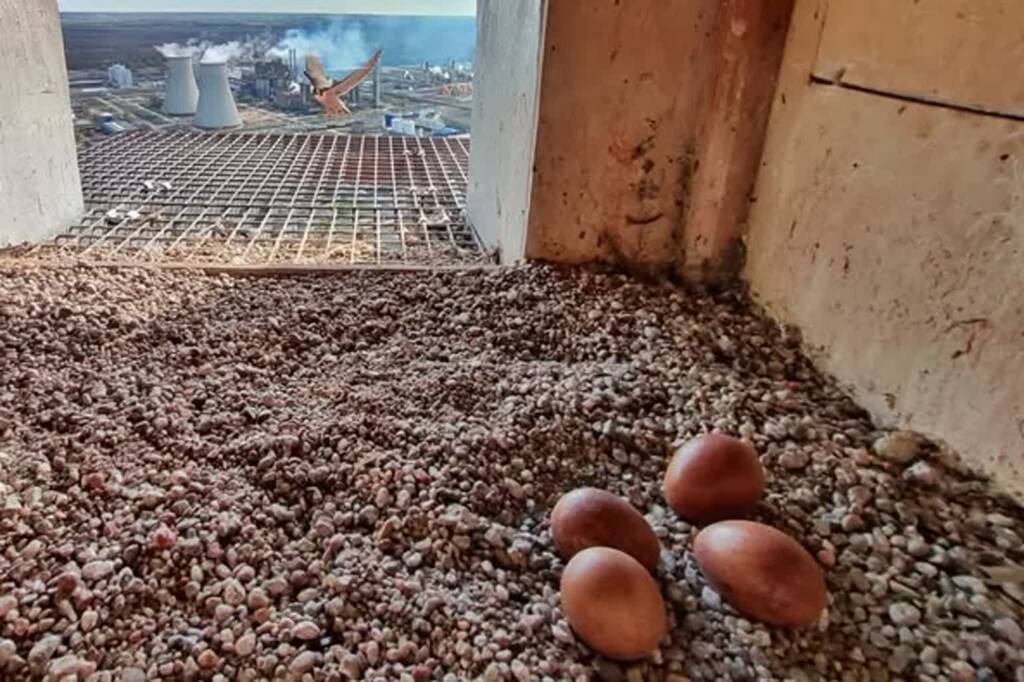 489847398 1126230239306073 5500381752588193667 n 2025 04 09 144740