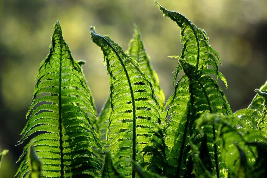 ferns 1379020 1280 2025 04 20 191611