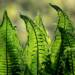 ferns 1379020 1280 2025 04 20 191611