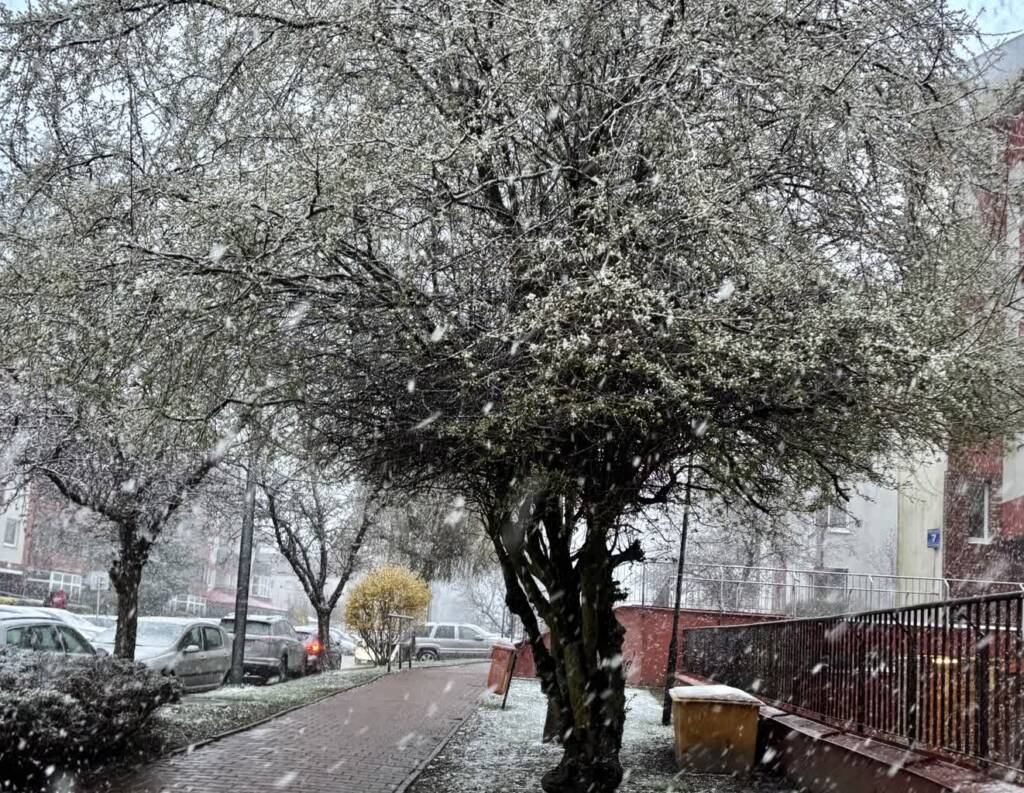 img 3563 2025 04 10 154637