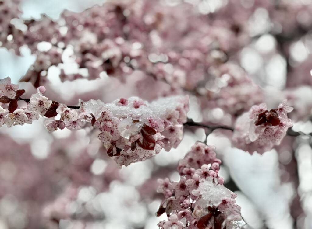 img 3749 2025 04 14 073046