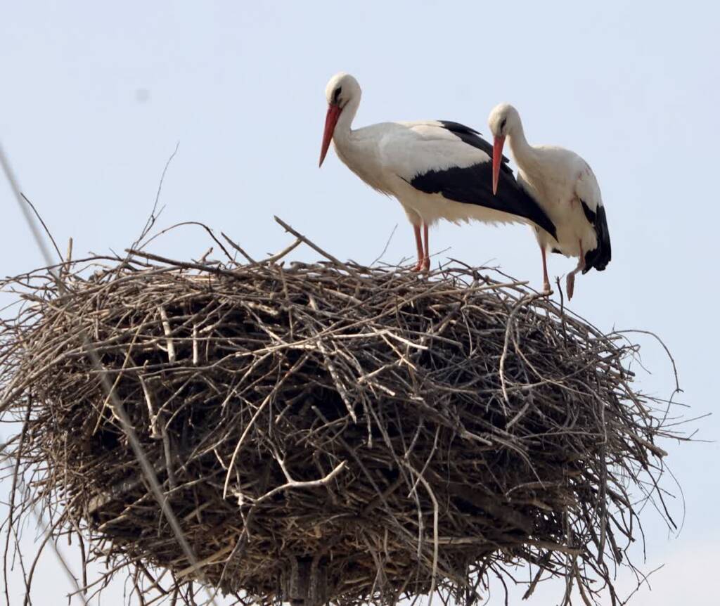 img 9290 2025 04 04 222249