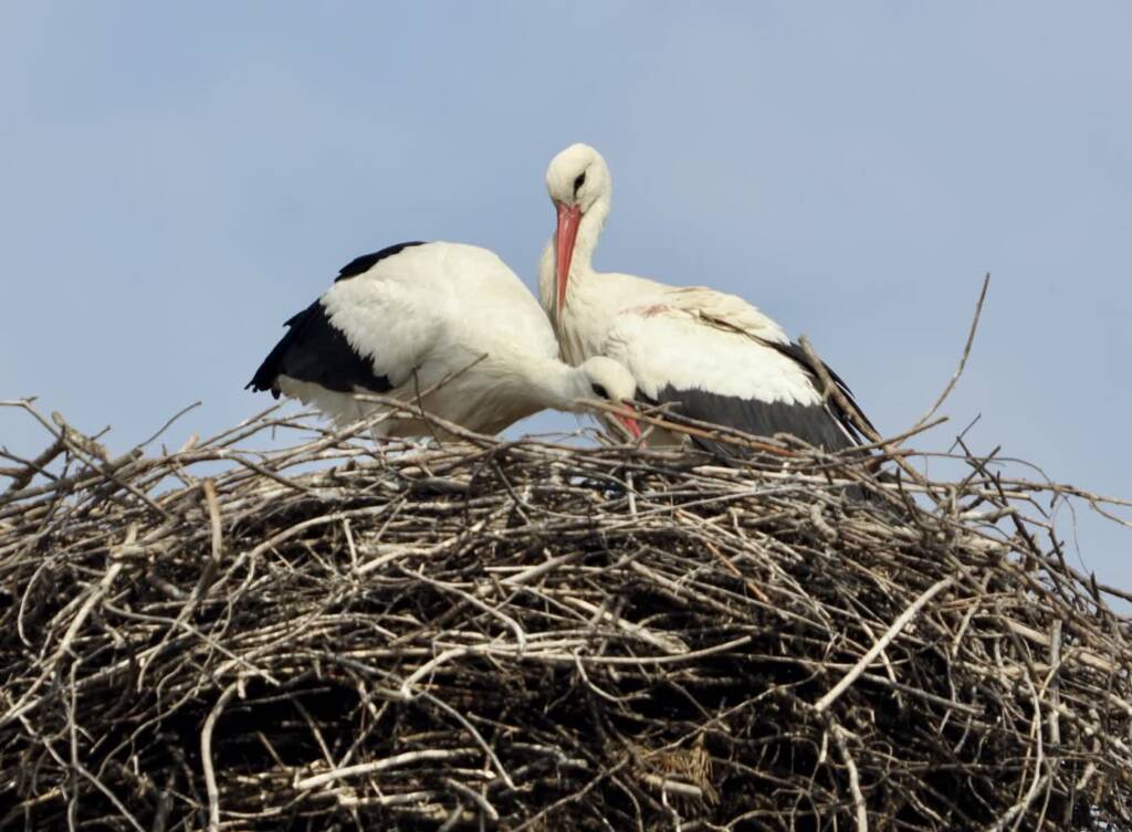 12.04.2025 Trele morele 1 img 9347 2025 04 12 074400