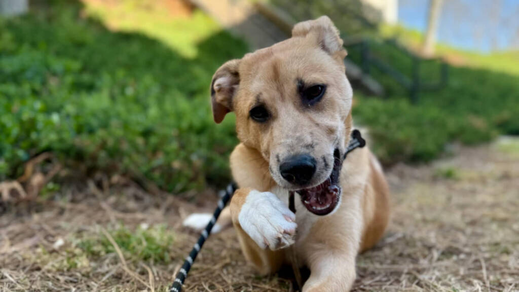 11.04.2025 Chwila dla Pupila - o długości smyczy dla psa 1 pexels alteredsnaps 31461047 2025 04 11 065803