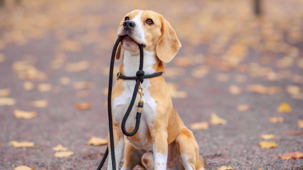 10.04.2025 Chwila dla Pupila - jakie znaczenie dla psa ma spacer 1 pexels valeriya 14116837 2025 04 10 110251